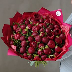 Большой букет  из 51 бордового пиона Premium