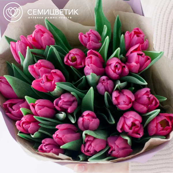 Букет из 25 малиновых тюльпанов в сиреневой пленке