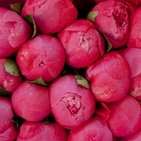 Букет из 15 ярко-розовых пионов Command Performance Premium в розовой пленке