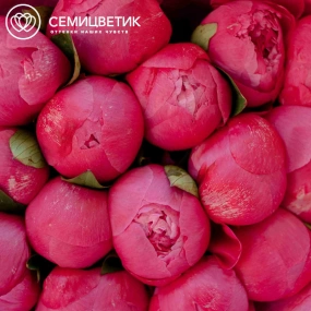 Букет из 15 ярко-розовых пионов Command Performance Premium в розовой пленке