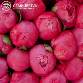 Букет из 15 ярко-розовых пионов Command Performance Premium в розовой пленке