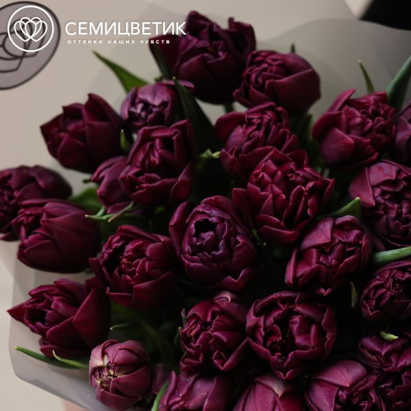 Букет из 25 темно-бордовых пионовидных тюльпанов