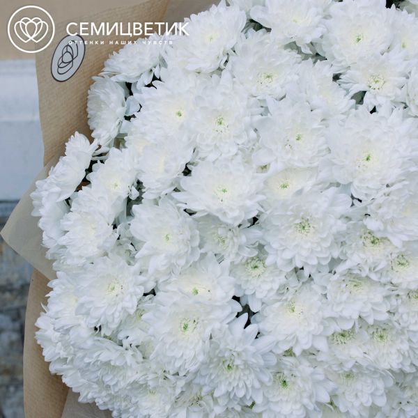 Букет из 51 белой кустовой хризантемы