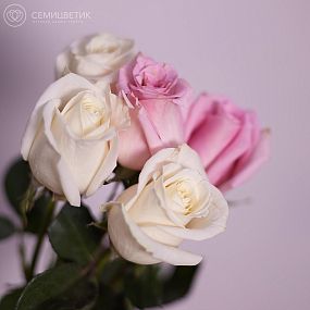 Букет из 5 розовых и белых роз 50 см (Эквадор)
