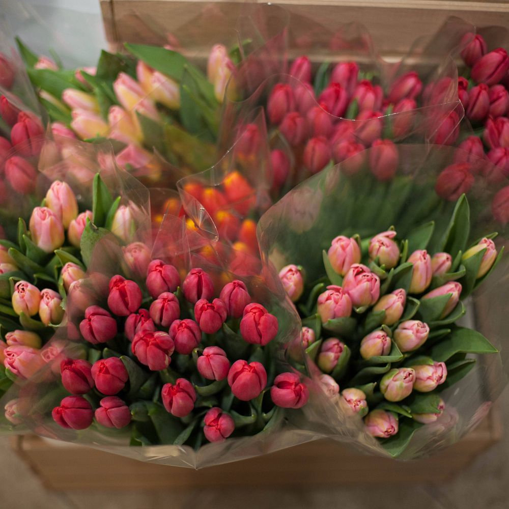 Тюльпаны купить в новосибирске недорого. Огромный букет тюльпанов. Тюльпаны 24. Тюльпаны оптом. Тюльпаны оптом СПБ.