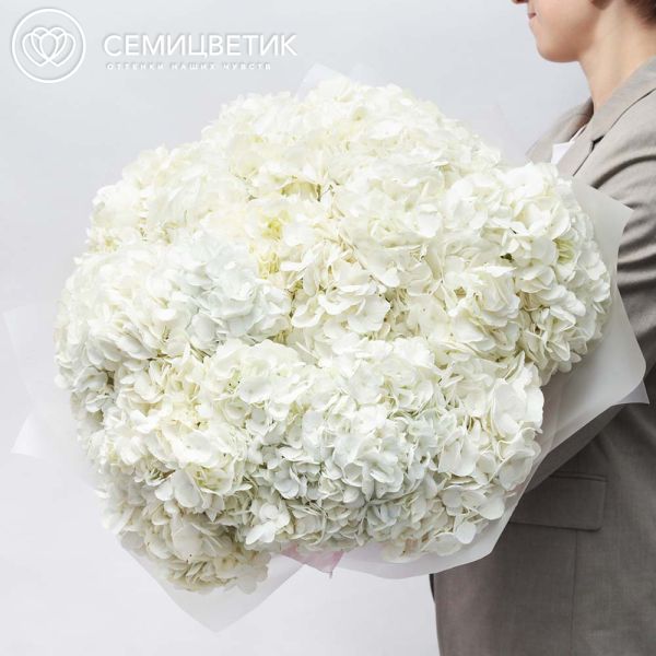 Букет из 25 белых гортензий