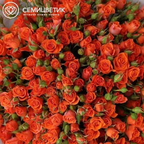 Букет из 51 оранжевой кустовой розы 40-50 см (Россия) в прозрачной упаковке