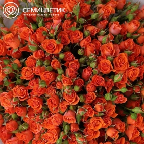 Букет из 51 оранжевой кустовой розы 40-50 см (Россия) в прозрачной упаковке