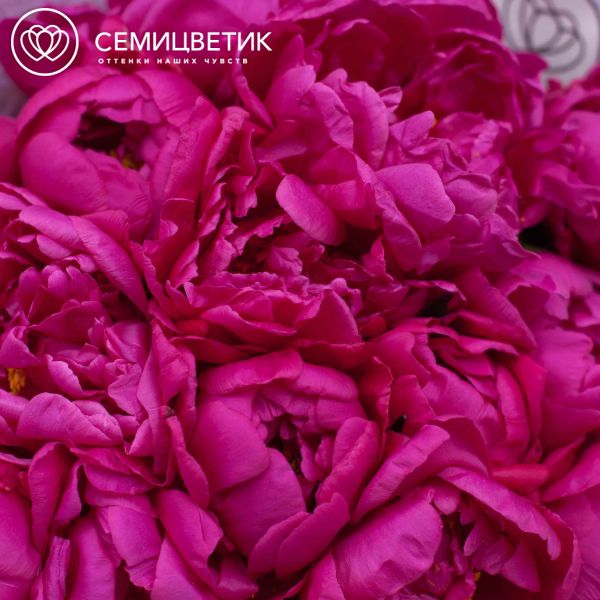 Букет из 15 малиновых пионов Standart Plus