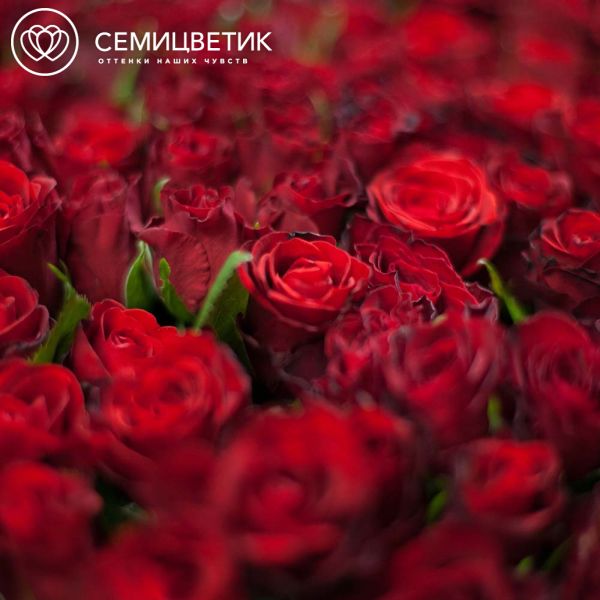 Композиция из 501 красной розы (Кения) в корзине