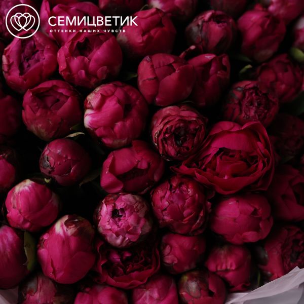Букет из 51 ярко-розового пиона Red Sarah Bernhardt Premium
