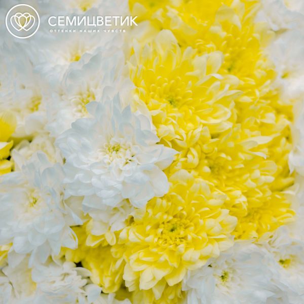 Букет из 15 желтых и белых кустовых хризантем