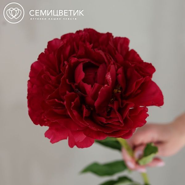 Букет из 15 бордовых пионов Old Faithful Premium в бордовой упаковке