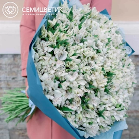 Букет из 101 белой альстромерии в голубой пленке