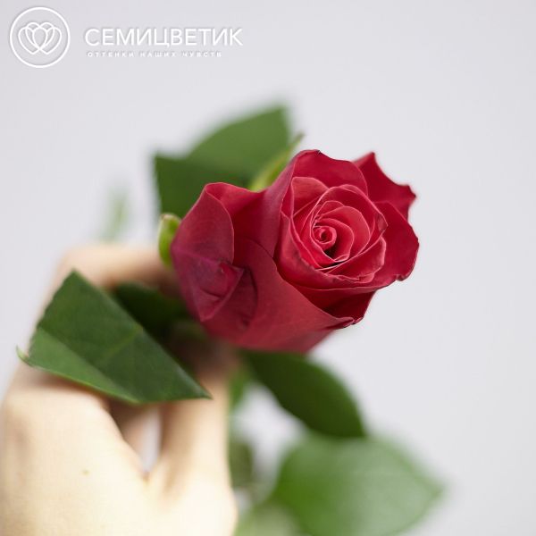 Роза (Кения) 50 см Красная поштучно