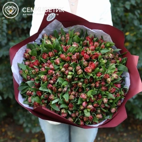 Букет из 51 красной альстромерии в бордовой пленке