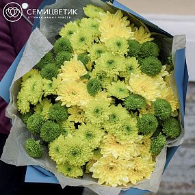 Букет из 15 желтых и зеленых кустовых хризантем