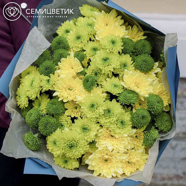 Букет из 15 желтых и зеленых кустовых хризантем