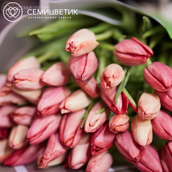 Букет из 51 кораллового тюльпана