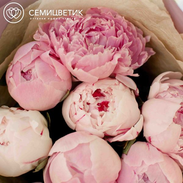 Букет из 9 розовых пионов Premium
