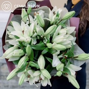 Букет из 9 белых лилий азиатка в бордовой пленке