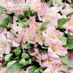 Букет из 23 альстромерий в розовых тонах в розовой пленке