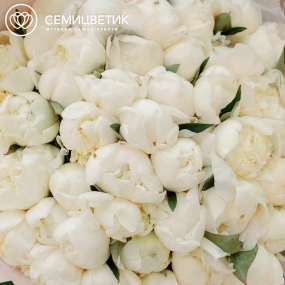 Букет из 51 белого пиона Premium в розовой пленке