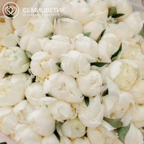 Букет из 51 белого пиона Premium в розовой пленке