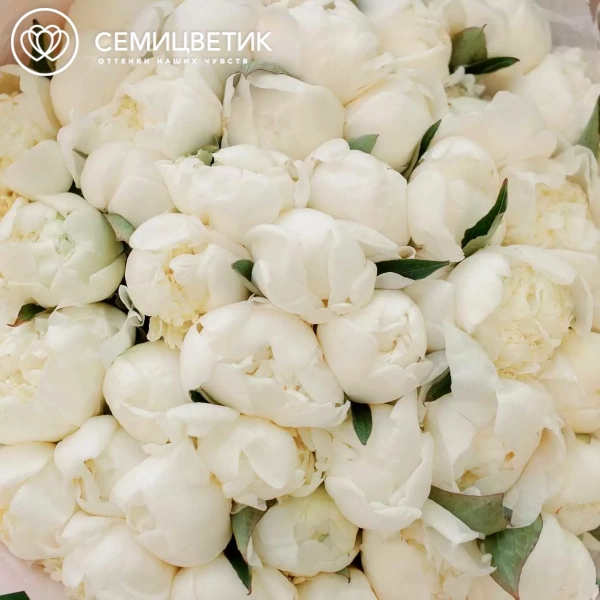 Букет из 51 белого пиона Premium в розовой пленке