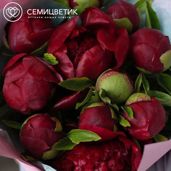Букет из 11 бордовых пионов Premium