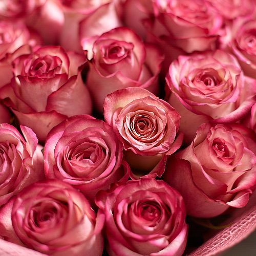 Кремовые розы с розовой каймой Carrousel 70 см (Эквадор)