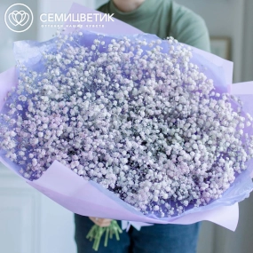 Букет из 15 сиреневых гипсофил в сиреневой пленке