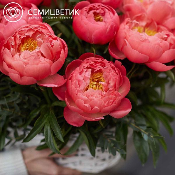 Композиция из 25 коралловых пионов Coral Sunset Premium в корзине
