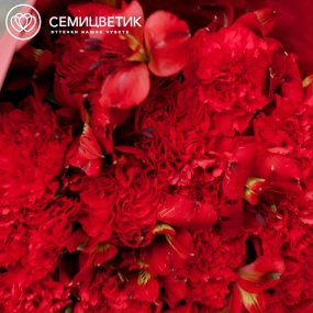 Букет из 15 красных гвоздик и 10 красных альстромерий в бордовой пленке