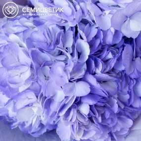 Букет из 3 фиолетовых гортензий в голубой пленке