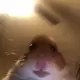 Хомяк