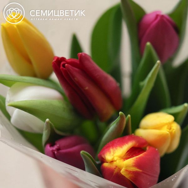 Букет из 7 тюльпанов микс 40 см в пленке
