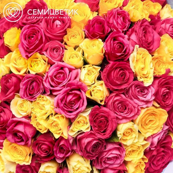 Букет из 101 желтой и малиновой розы 35-40 см (Россия) в сиреневой пленке