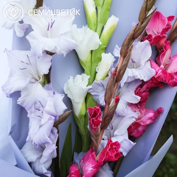 Букет из 5 гладиолусов микс в сиреневой пленке