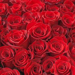35 красных роз (Эквадор) 60 см Freedom