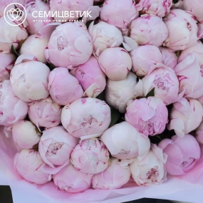 Букет из 51 розового пиона Standart Plus в розовой пленке