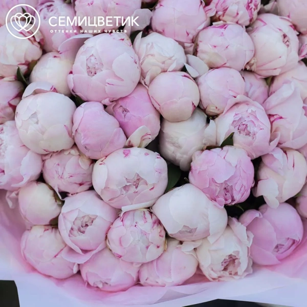 Букет из 51 розового пиона Standart Plus в розовой пленке