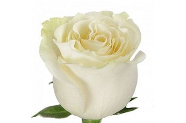 Роза (Эквадор) Mondial 50 см Белая поштучно