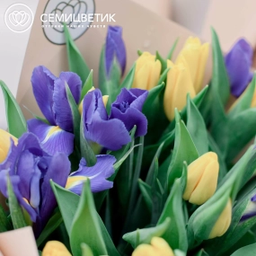 Букет из 15 синих ирисов и 20 желтых тюльпанов 40 см в кремовой пленке