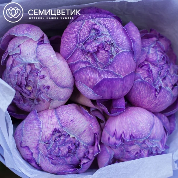 Букет из 5 фиолетовых пионов Premium