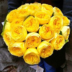 Букет из 25 кремово-желтых пионовидных роз Catalina 50 см (Эквадор)