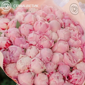 Букет из 25 розовых пионов Premium в зеленой пленке
