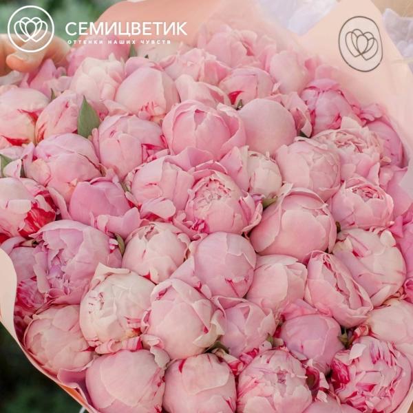 Букет из 25 розовых пионов Premium в зеленой пленке