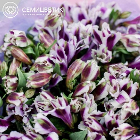 Букет из 23 белых с фиолетовой каймой альстромерий в розовой пленке