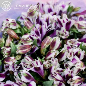 Букет из 23 белых с фиолетовой каймой альстромерий в розовой пленке